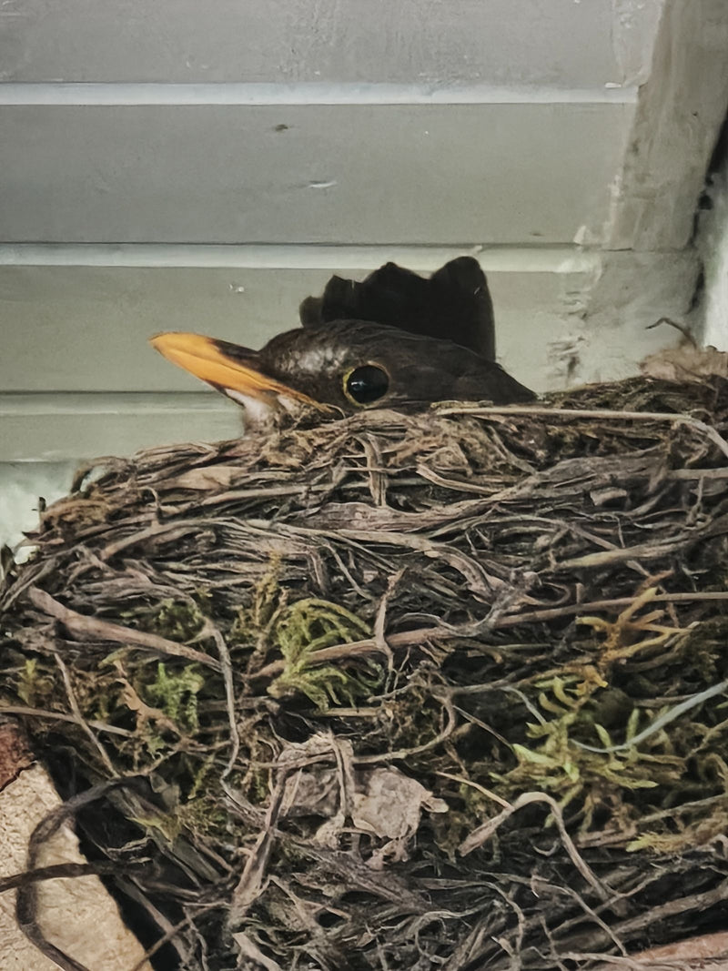 Eine Amsel sitzt in ihrem Nest aus Zweigen und Moos. Nur der Kopf mit dem gelben Schnabel ist zu sehen.