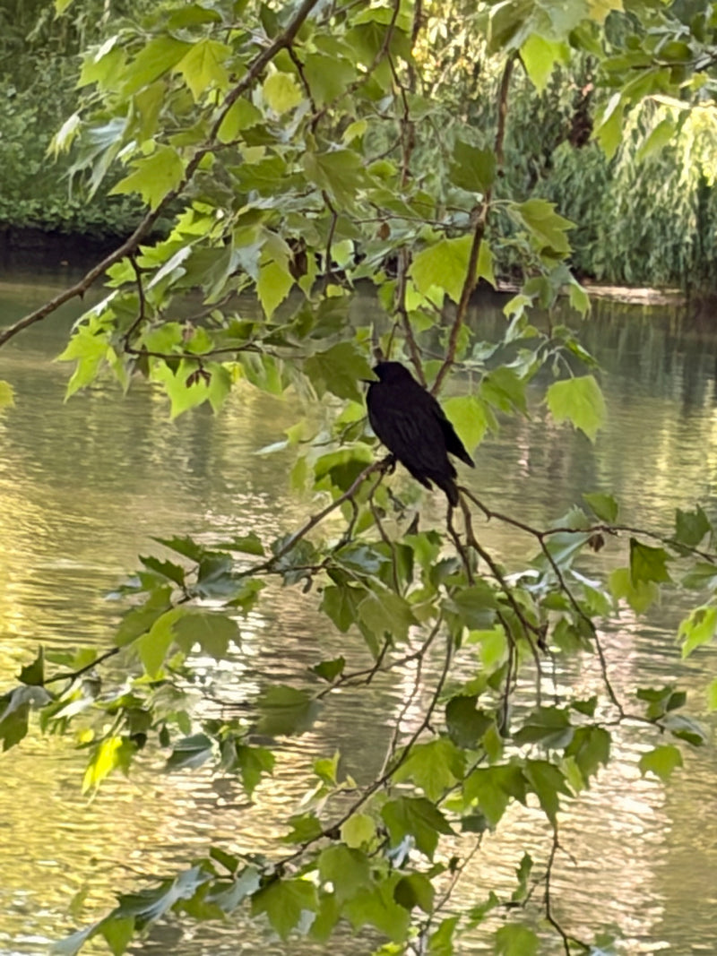 Amsel — Bild 5