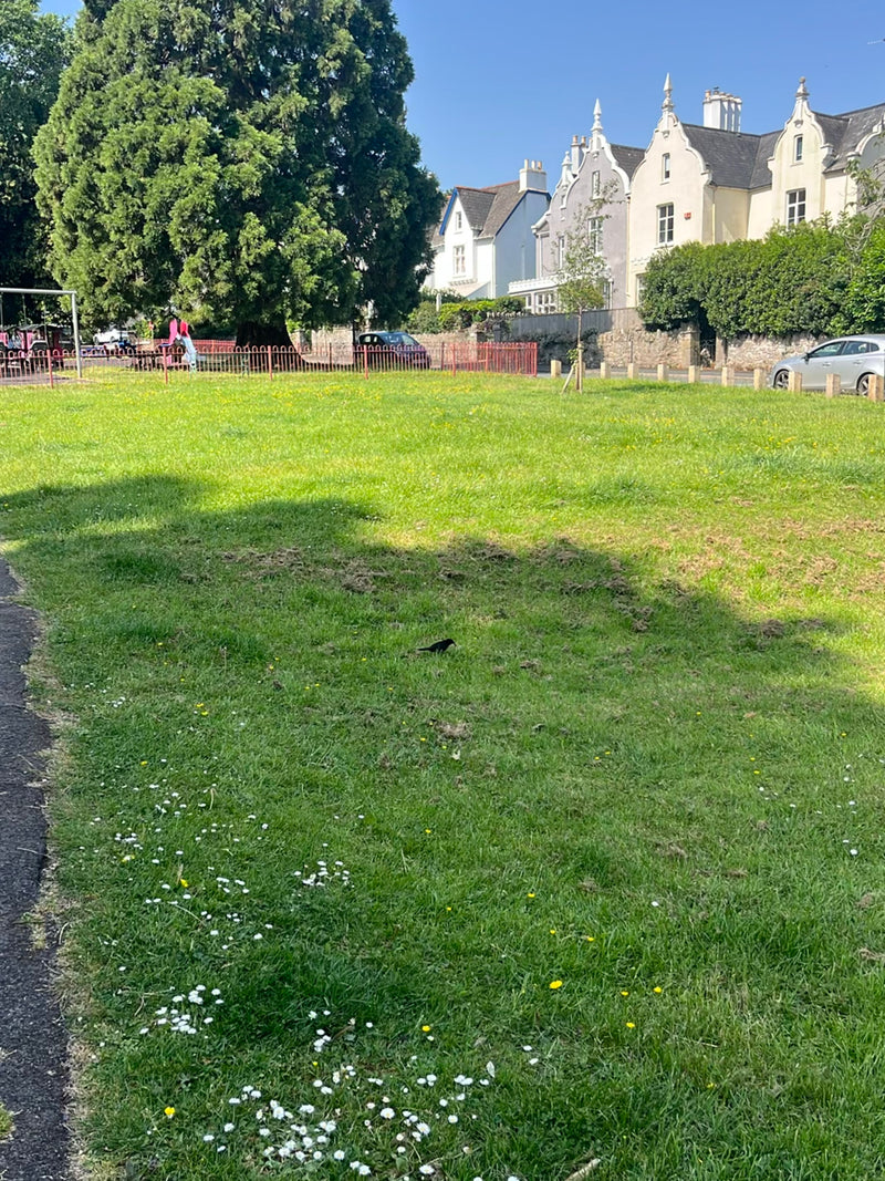 Eine Amsel läuft über eine grüne Wiese in einem Park. Im Hintergrund sind Bäume und Häuser zu sehen.