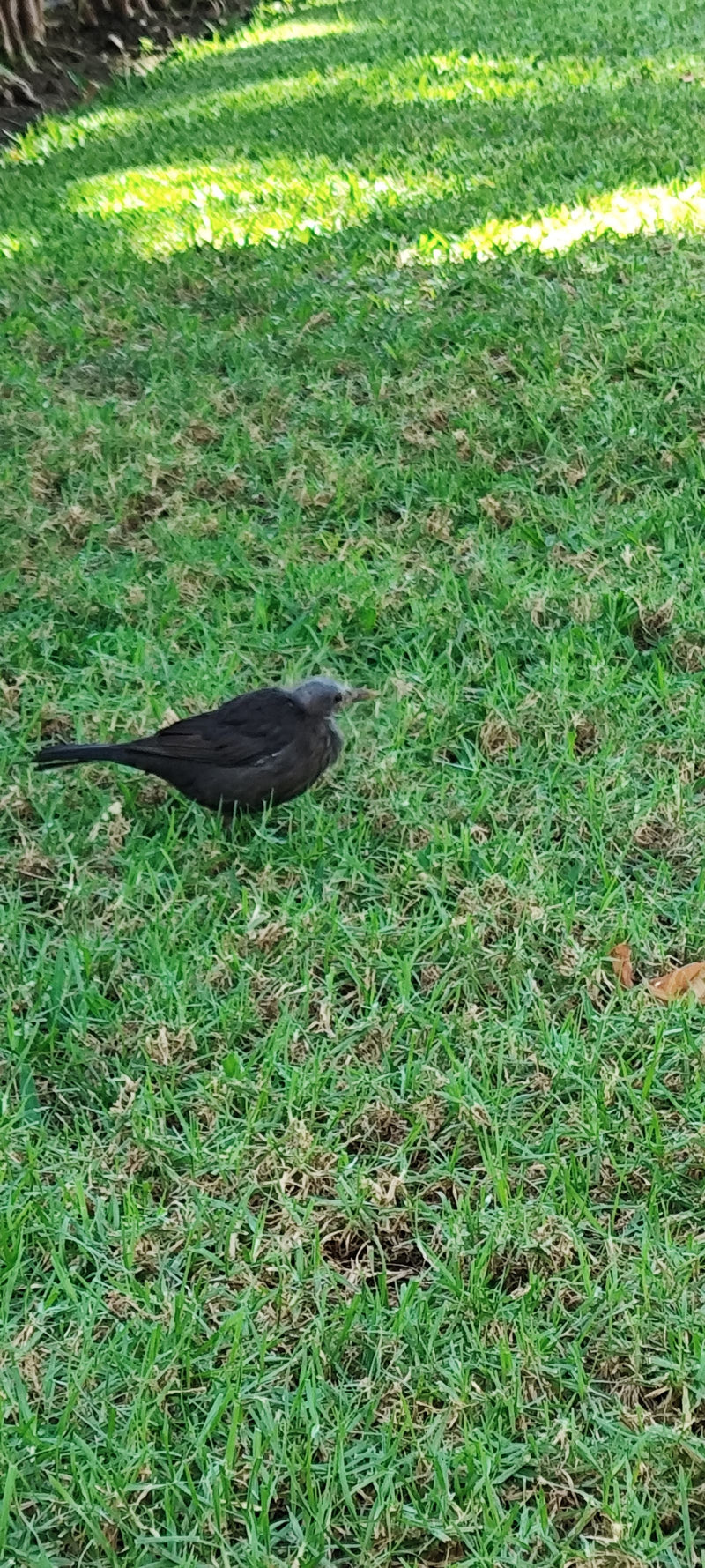 Eine Amsel läuft auf einer grünen Rasenfläche im Gras. Das Tier ist gut zu erkennen.