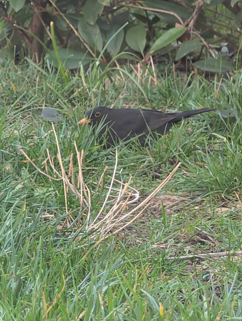 Amsel — Bild 4