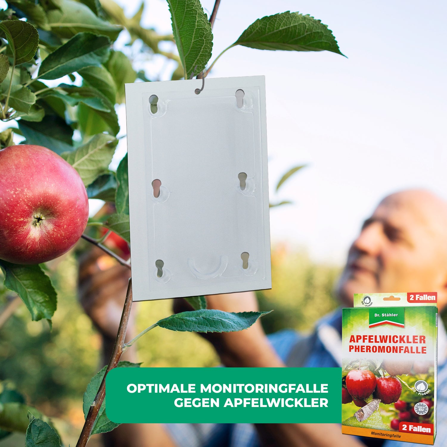 Apfelwickler Pheromonfalle: Effektiver Schutz für Obstbäume - Silberkraft