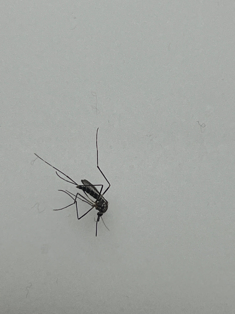 Asiatische Tigermücke — Bild 1