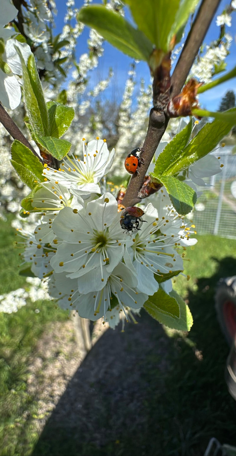 Asiatischer Marienkäfer — Bild 4