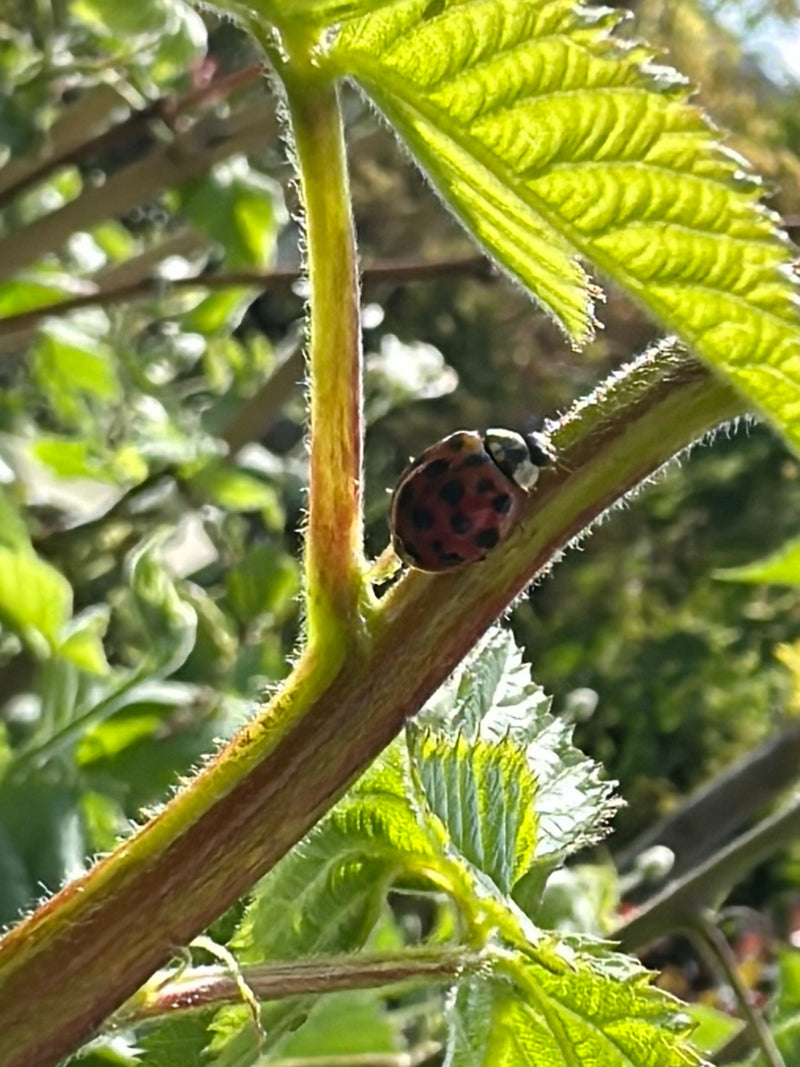 Asiatischer Marienkäfer — Bild 2