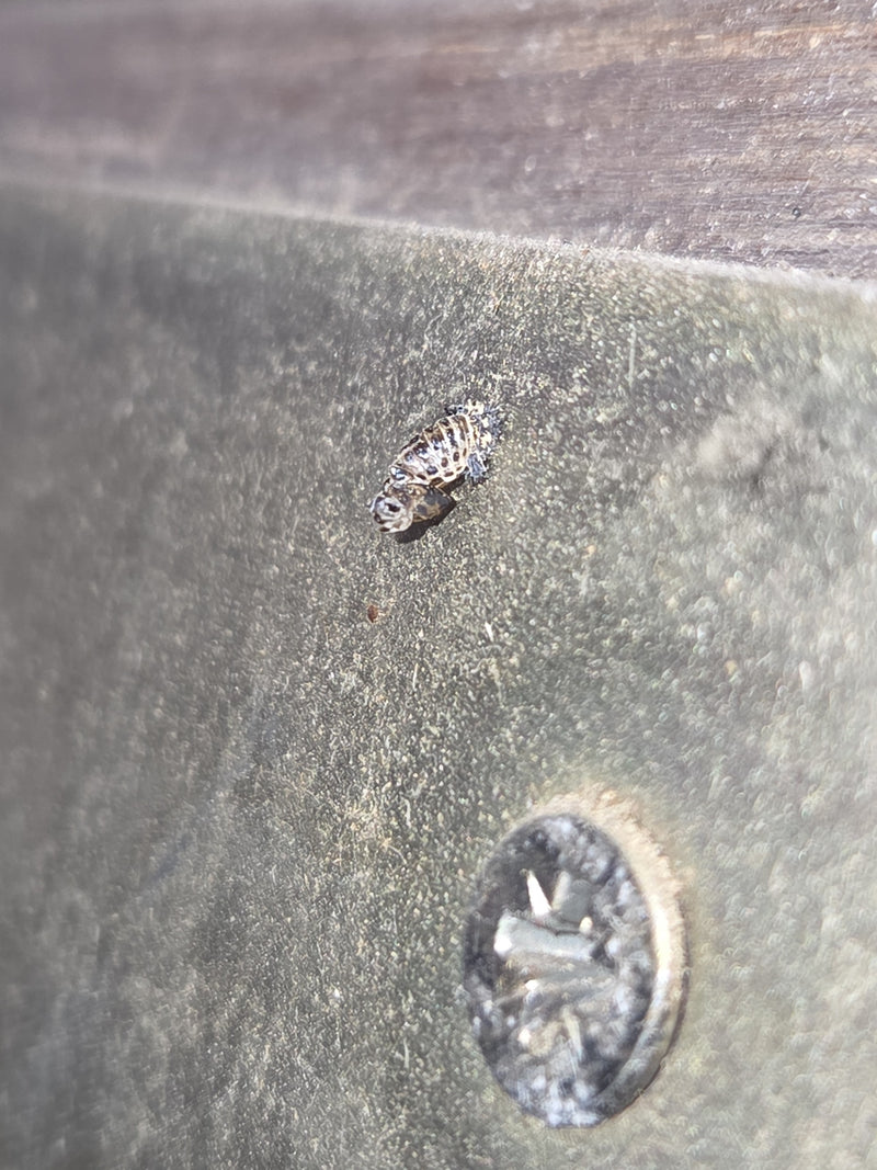 Asiatischer Marienkäfer — Bild 5