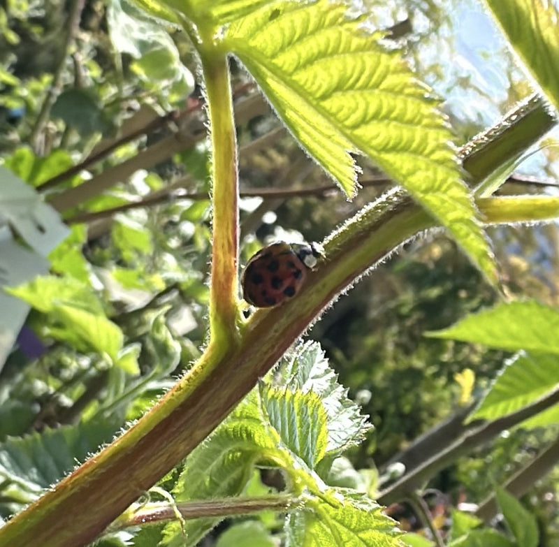 Asiatischer Marienkäfer — Bild 3
