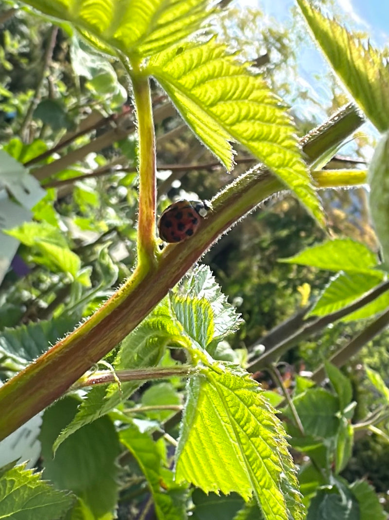 Asiatischer Marienkäfer — Bild 1