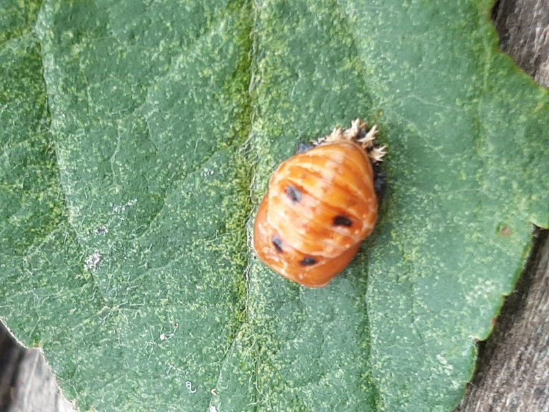 Asiatischer Marienkäfer — Bild 4