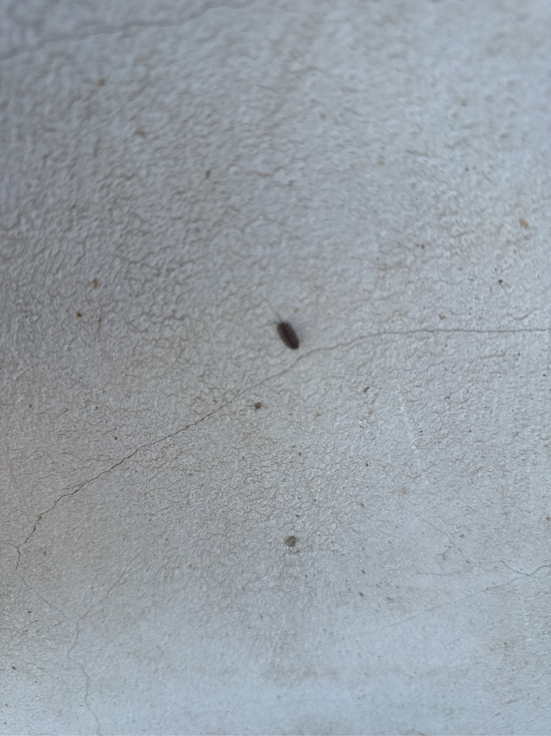 Asseln — Bild 1 von 1