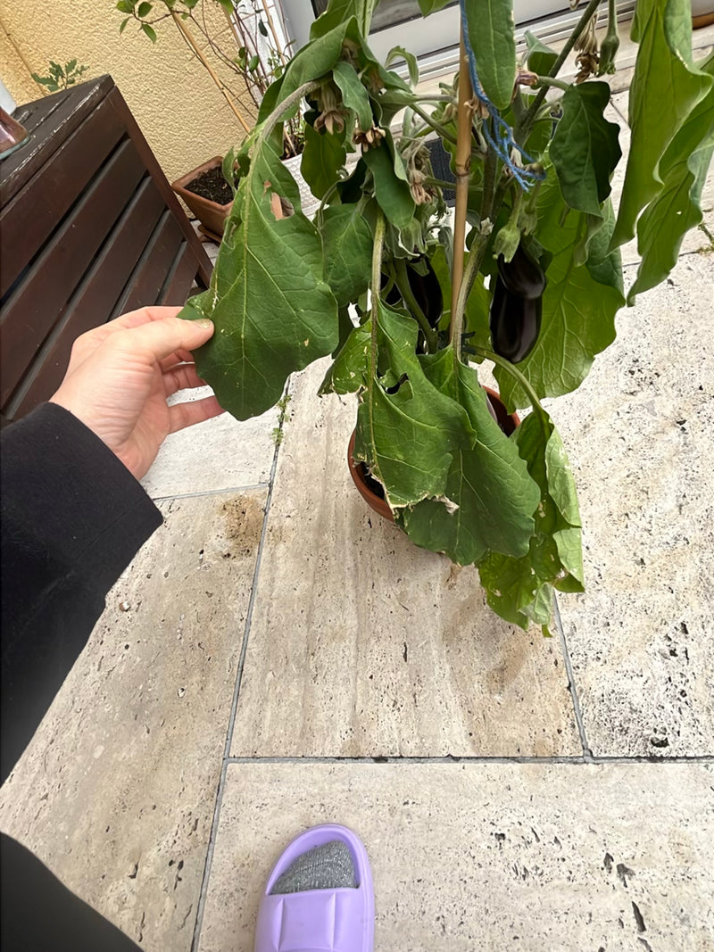 Aubergine — Bild 2