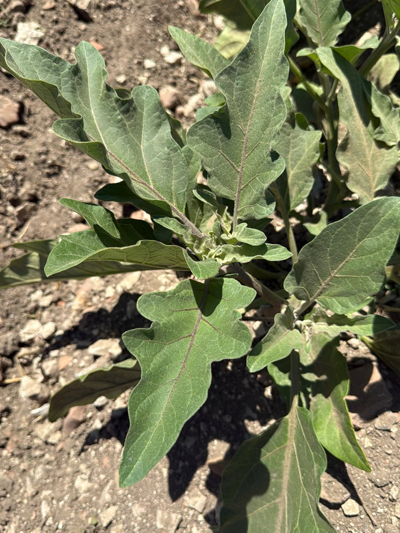 Aubergine — Bild 3