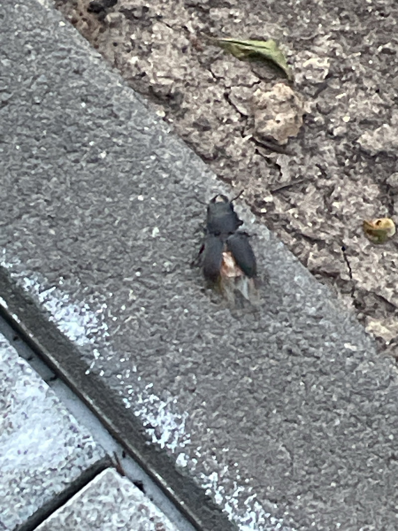 Balkenschröter — Bild 3