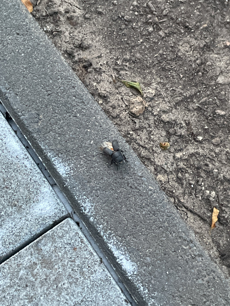 Balkenschröter — Bild 2