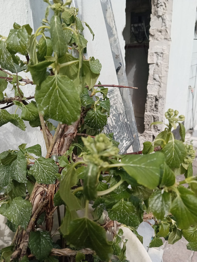 Hortensien — Bild 2