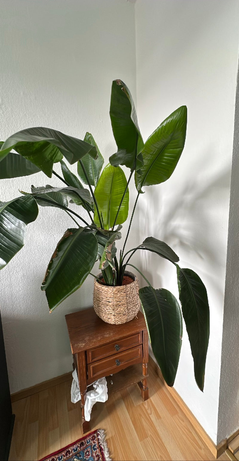 Baum-Strelitzie — Bild 2