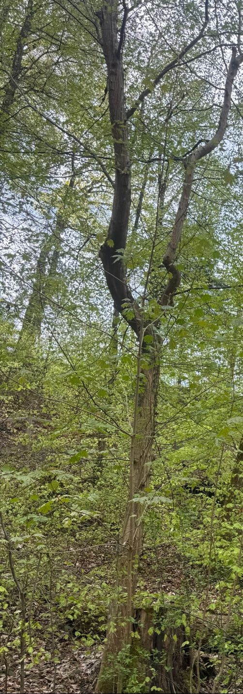 Zu sehen ist ein Berg-Ahorn mit seinem typischen Stamm und frischem Grün im Laubwald. Der Baum wächst in seiner natürlichen Umgebung.