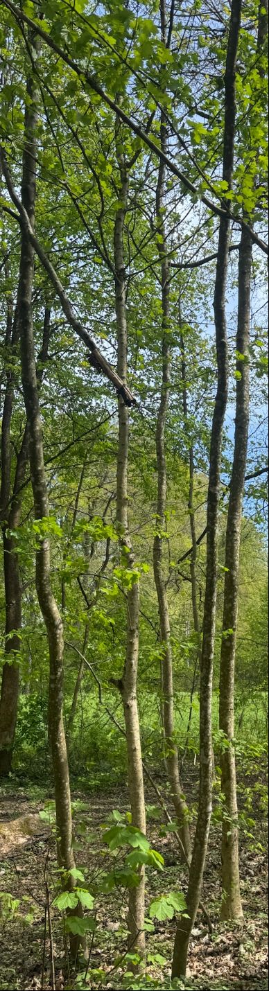 Zu sehen sind mehrere schlanke Stämme und frisch begrünte Kronen von Berg-Ahornbäumen in einem lichten Wald.