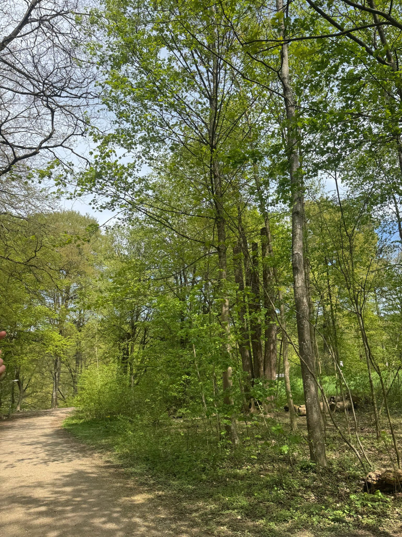 Das Bild zeigt einen Berg-Ahorn in einem lichten Wald am Wegrand. Der Baum ist Teil des umliegenden Grüns.