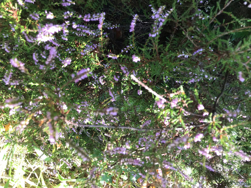Zu sehen ist ein Ausschnitt blühender Besenheide mit kleinen violetten Blüten. Die feinen Zweige und Nadelblätter wachsen dicht in einem natürlichen Habitat.