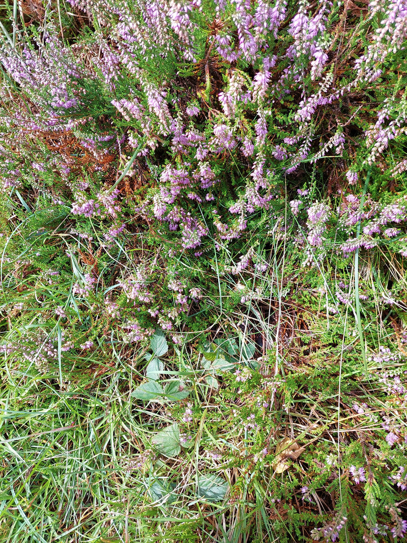 Das Bild zeigt blühende Besenheide in ihrem natürlichen Lebensraum. Die charakteristischen rosa bis violetten Blütenstände sind gut zu erkennen.
