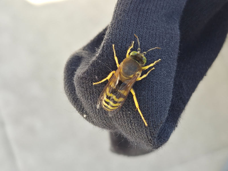 Bienenwolf — Bild 1