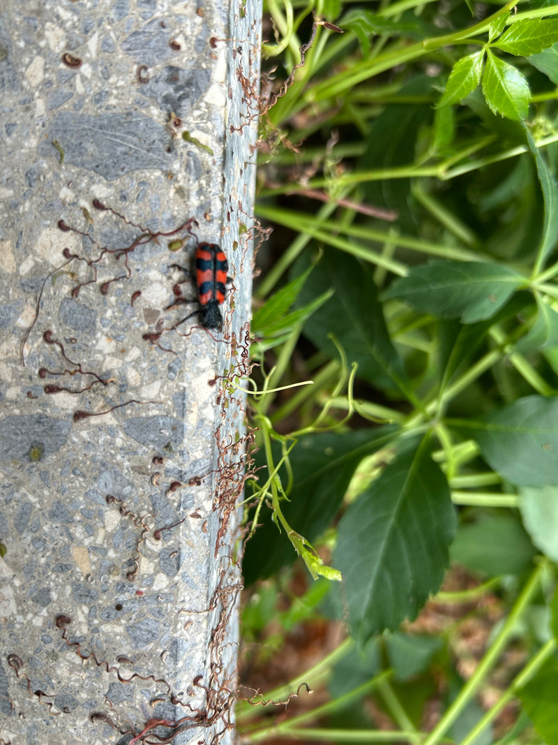 Bienenwolf — Bild 2