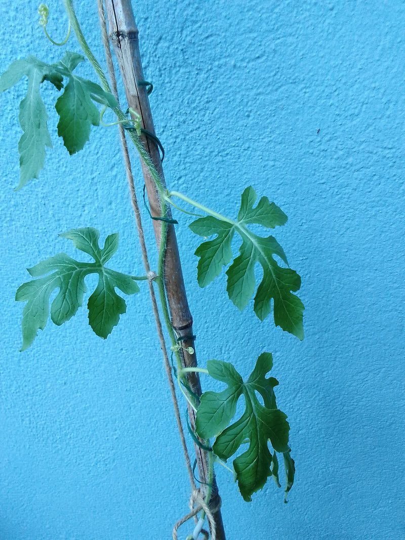 Bittermelone — Bild 1
