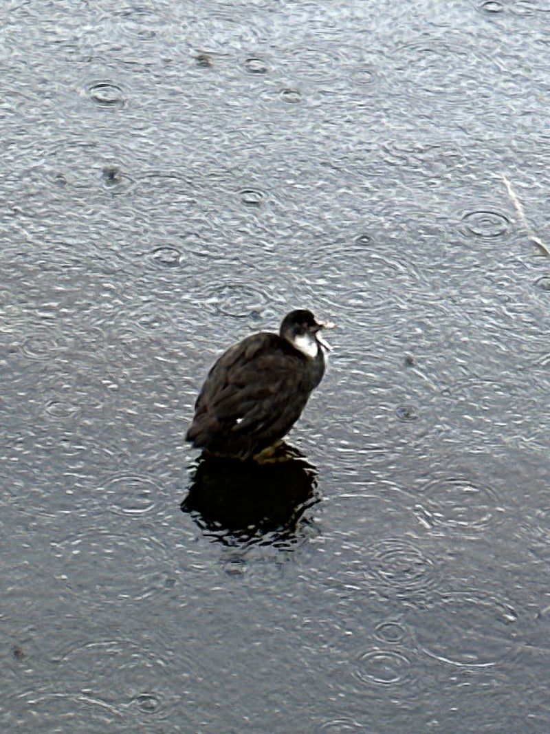 Blässhuhn — Bild 5