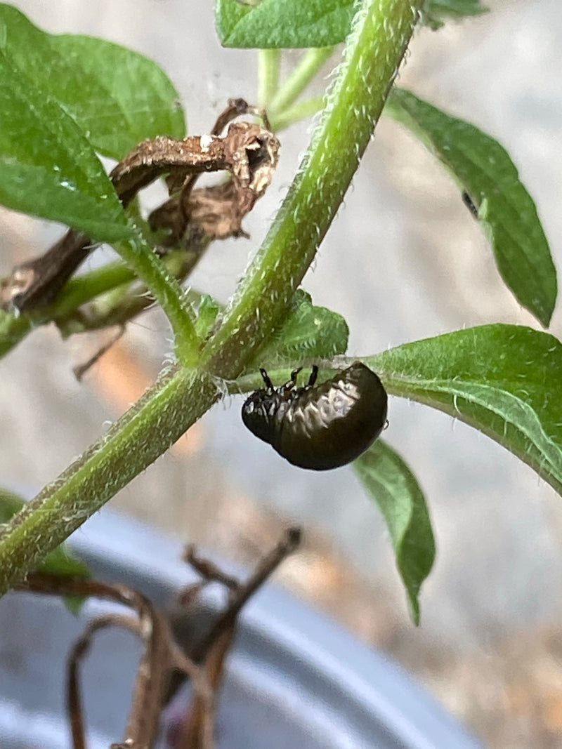 Blattkäfer (Gattung Chrysolina) — Bild 3 von 6