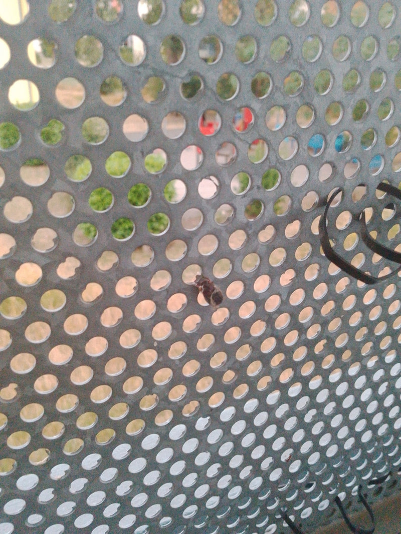 Blattkäfer (Gattung Chrysolina) — Bild 2 von 6