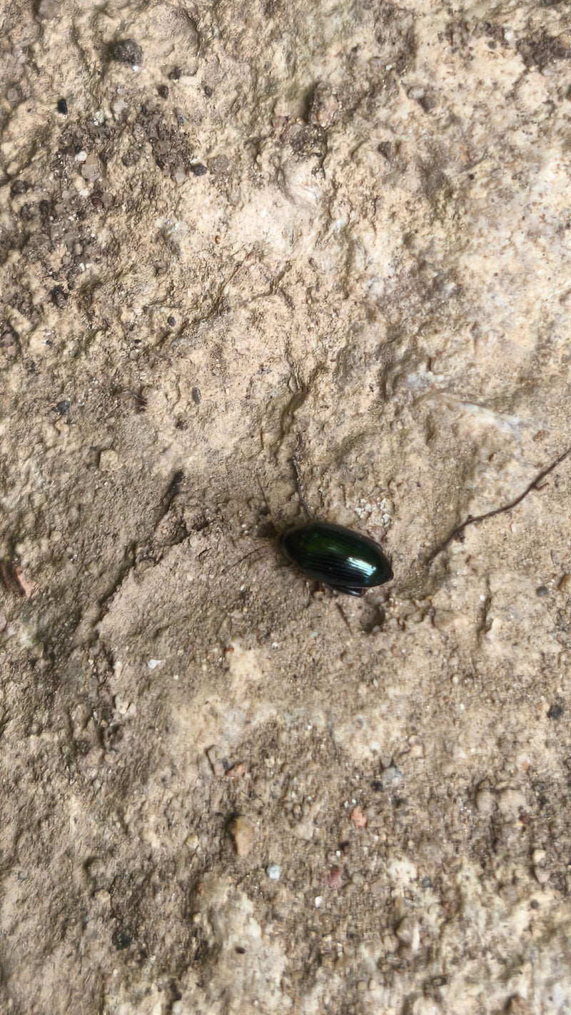 Blattkäfer (Gattung Chrysolina) — Bild 1 von 6