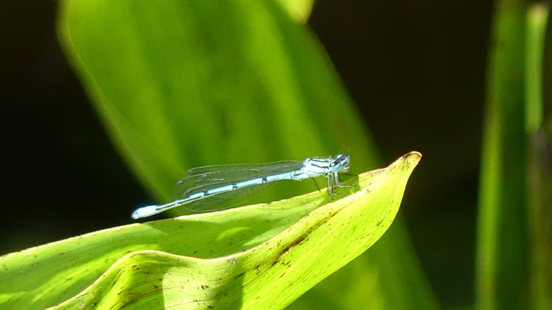 Blaue Federlibelle — Bild 2