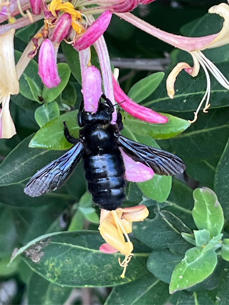 Eine Blauschwarze Holzbiene sitzt gut erkennbar auf rosa Blüten und grünen Blättern.