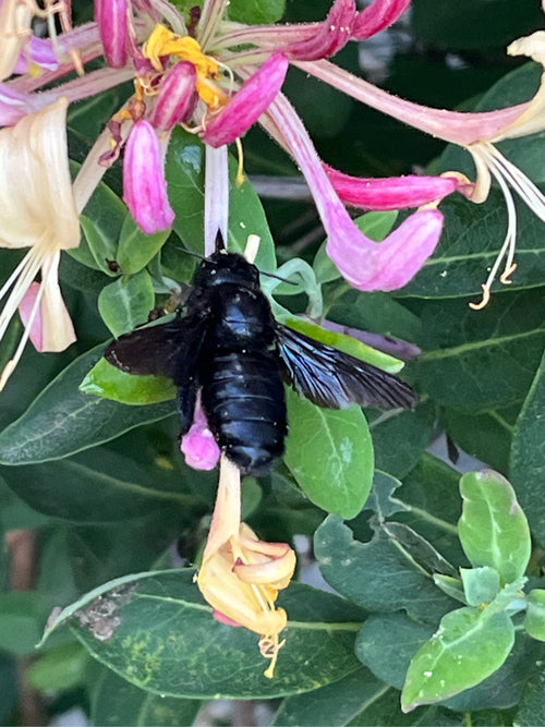 Blauschwarze Holzbiene (Xylocopa violacea) — Haiming, 12.07.2026