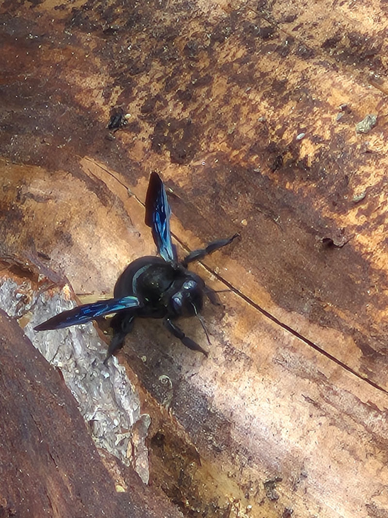 Eine Blauschwarze Holzbiene sitzt gut erkennbar auf einer strukturierten Holzoberfläche. Die charakteristischen blauschimmernden Flügel sind deutlich zu sehen.