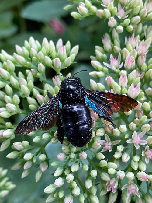Blauschwarze Holzbiene (Xylocopa violacea), 18.08.2026