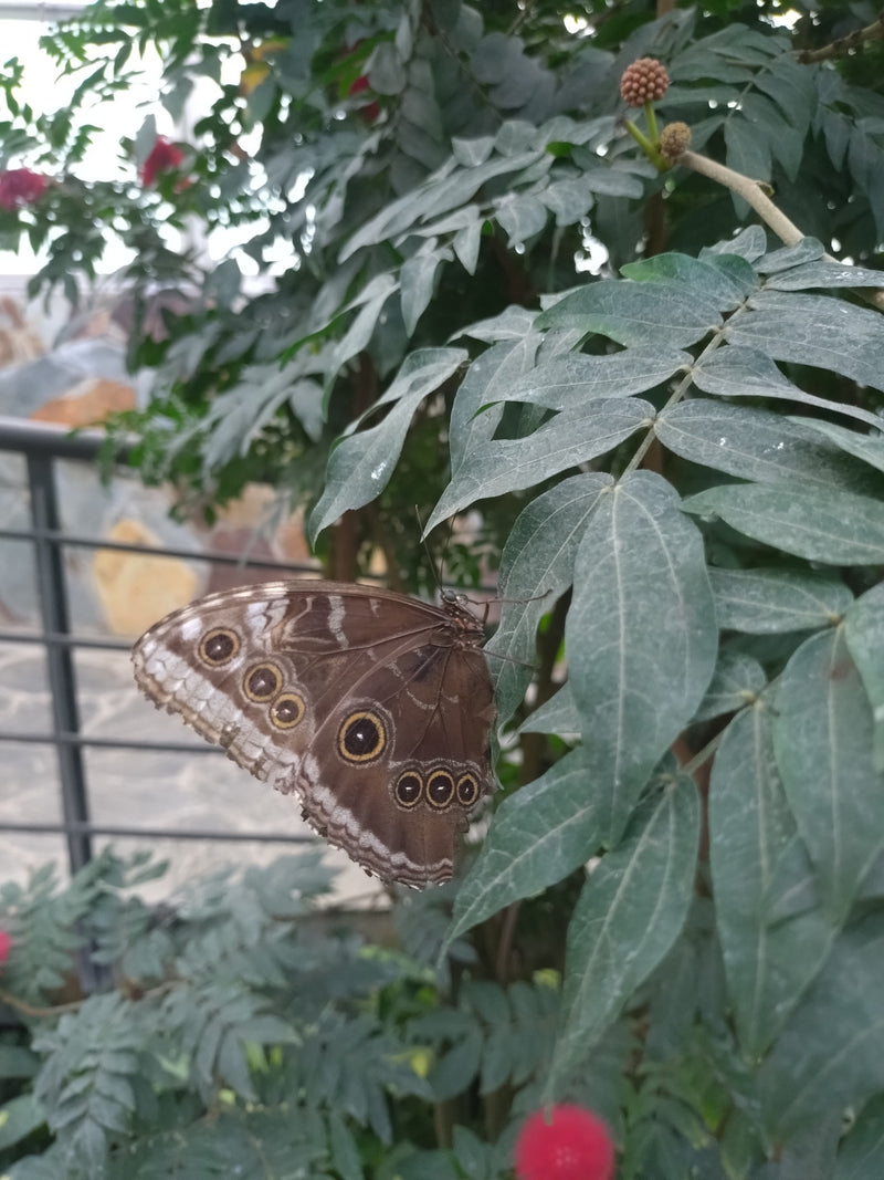 Blauer Morphofalter — Bild 2