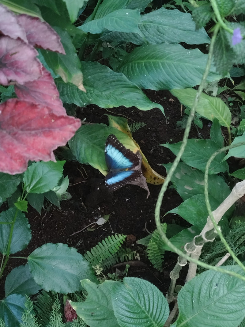 Blauer Morphofalter — Bild 1