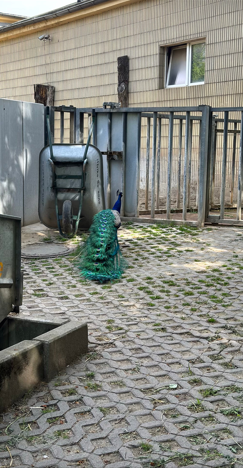 Blauer Pfau — Bild 3
