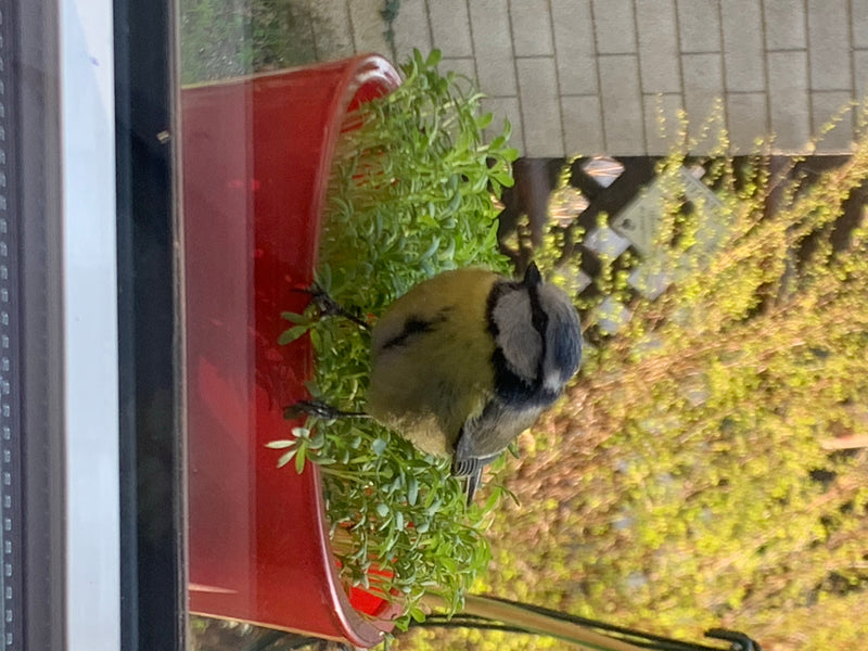 Blaumeise — Bild 5 von 10