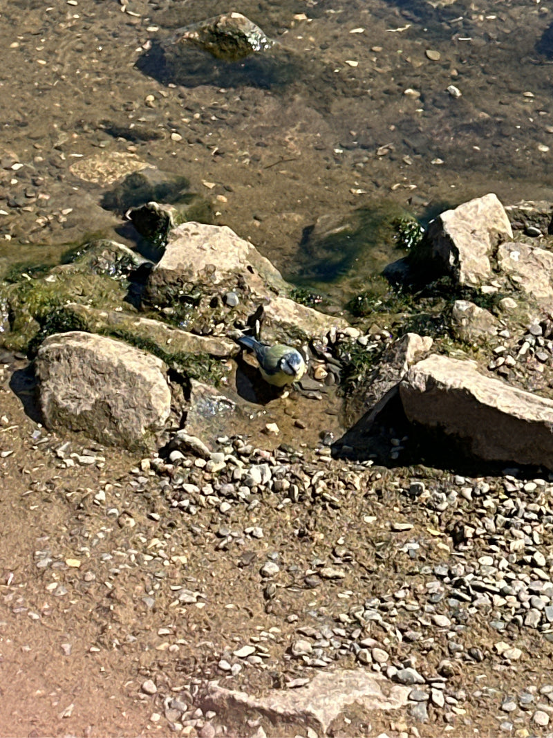 Blaumeise — Bild 1 von 10