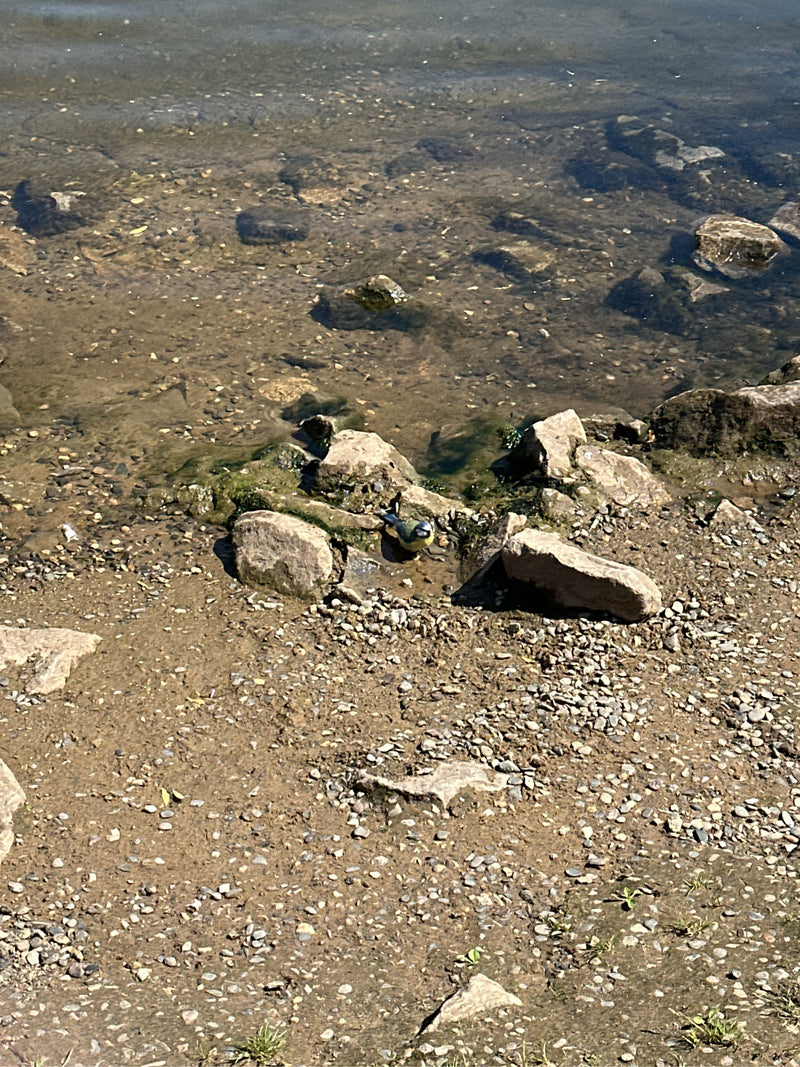 Blaumeise — Bild 2 von 10