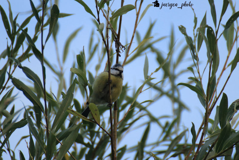 Blaumeise — Bild 4 von 10