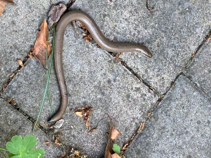 Blindschleiche — Bild 2