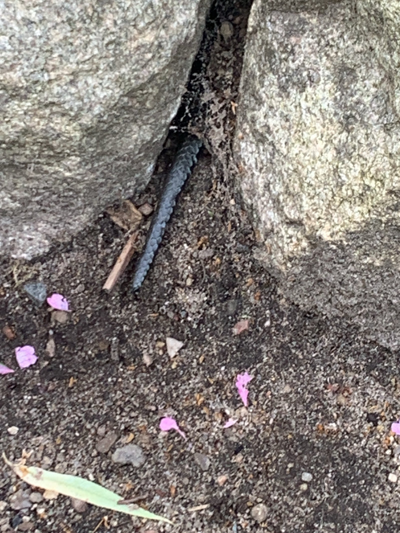 Blindschleiche — Bild 4 von 12