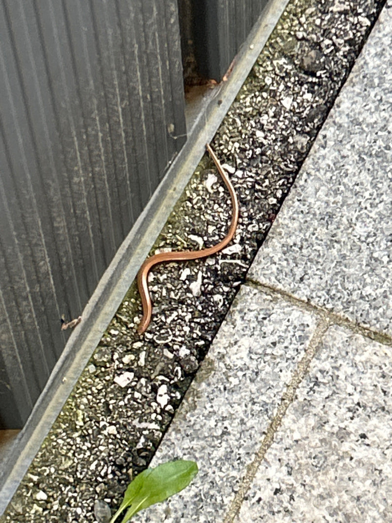 Blindschleiche — Bild 1 von 12