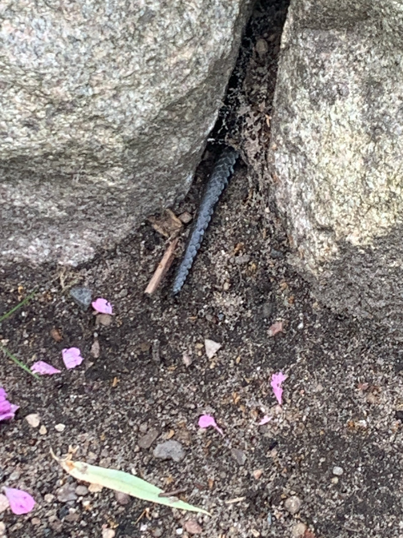 Blindschleiche — Bild 3 von 12