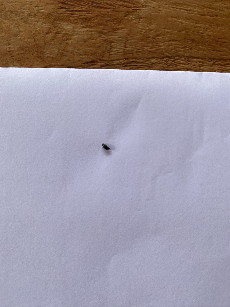 Lagerpiraten — Bild 3