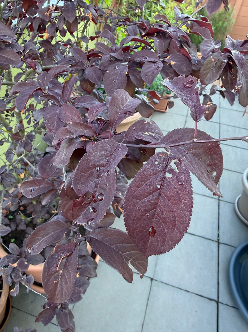 Zu sehen sind die charakteristischen dunkelroten Blätter und Zweige einer Kirschpflaume. Die Pflanze steht in einem Topf auf einer gefliesten Terrasse.
